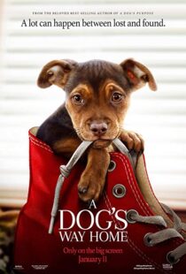 دانلود فیلم A Dog’s Way Home 20198110-2145680554