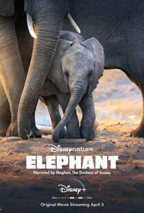 دانلود مستند Elephant 202038728-1723566440