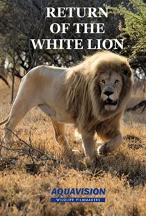 دانلود مستند Return of the White Lion 2008103488-337330137