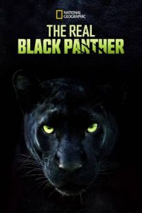 دانلود مستند The Real Black Panther 2020229564-1161498500
