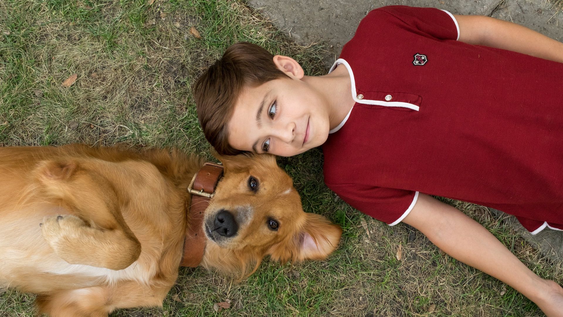 دانلود فیلم A Dog’s Purpose 2017