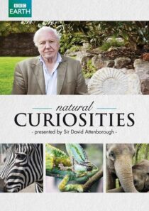 دانلود سریال Natural Curiosities382054-1262086001