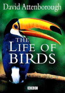 دانلود مستند The Life of Birds382058-1038328857
