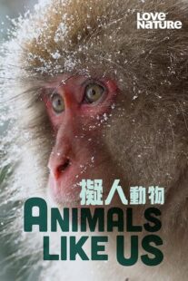 دانلود مستند Animals Like Us423066-1441696662