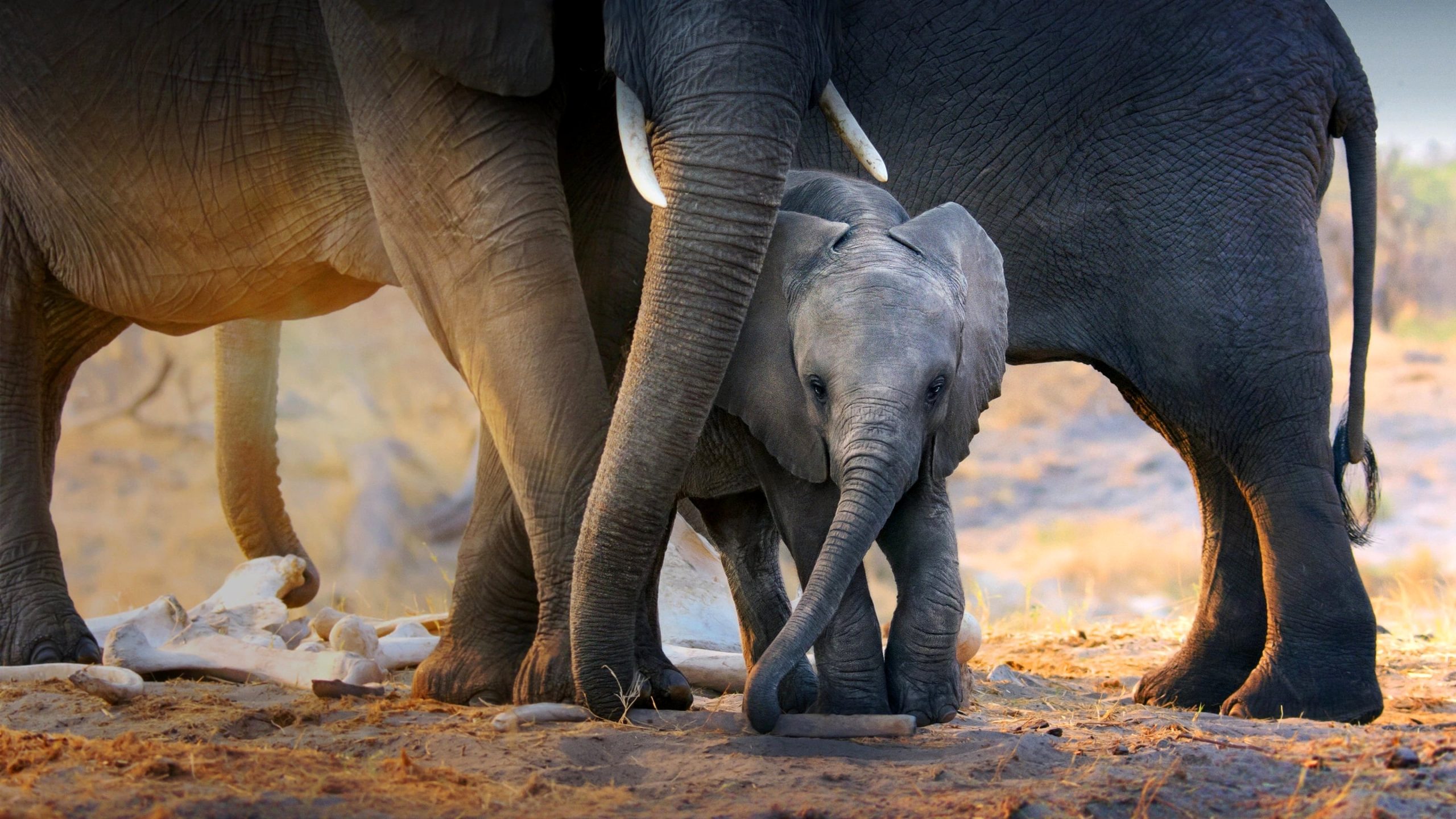 دانلود فیلم In the Footsteps of Elephant 2020