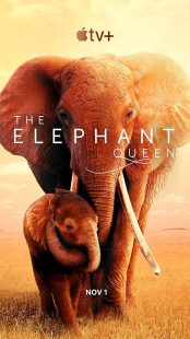 دانلود فیلم The Elephant Queen 2018441570-1760857563