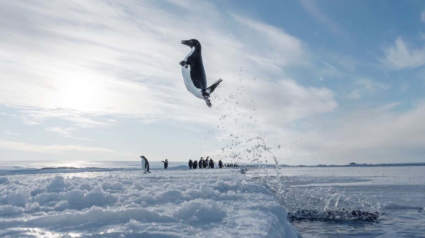 دانلود مستند March of the Penguins 2: The Next Step 2017