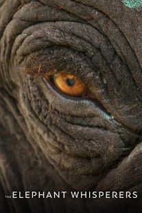دانلود مستند هندی The Elephant Whisperers 2022442236-259579636