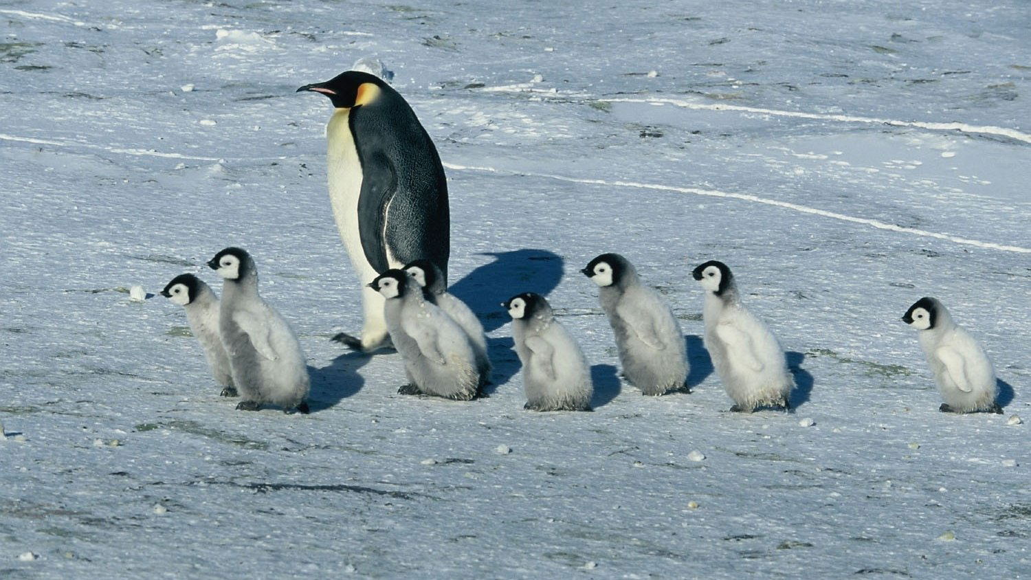 دانلود مستند March of the Penguins 2005