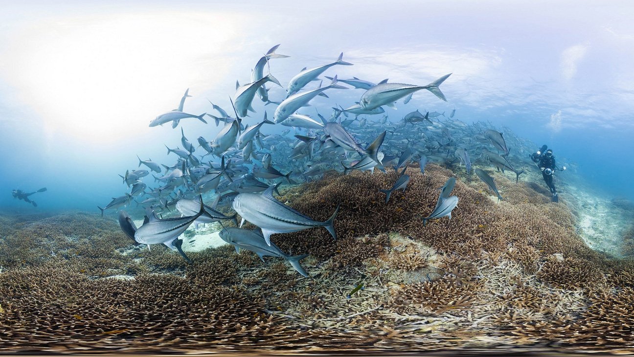 دانلود مستند Chasing Coral 2017