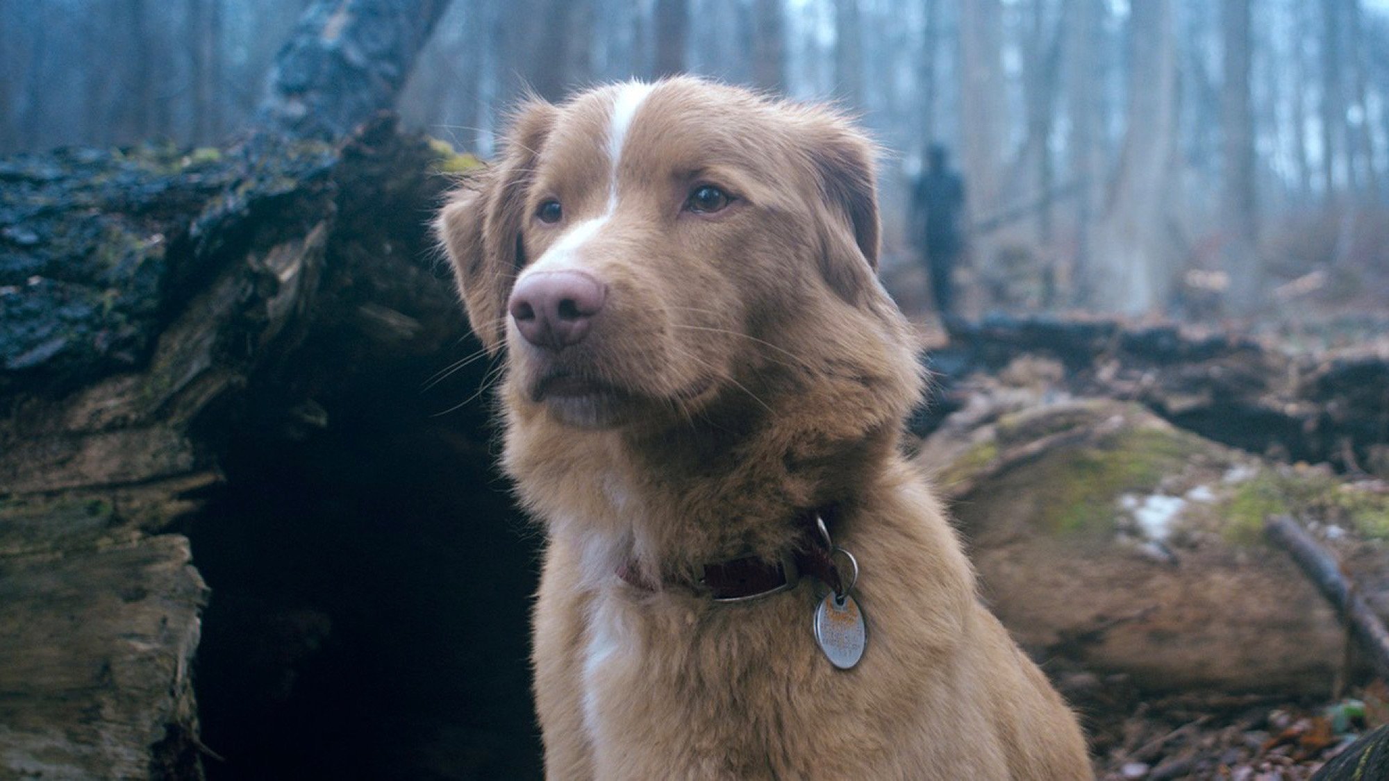 دانلود فیلم Good Boy 2025