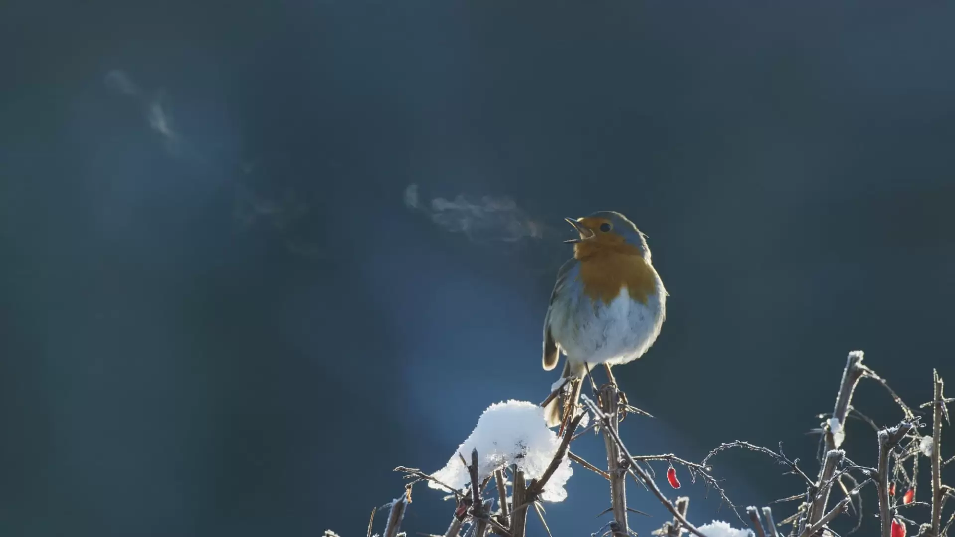 دانلود فیلم Attenborough’s Wonder of Song 2022