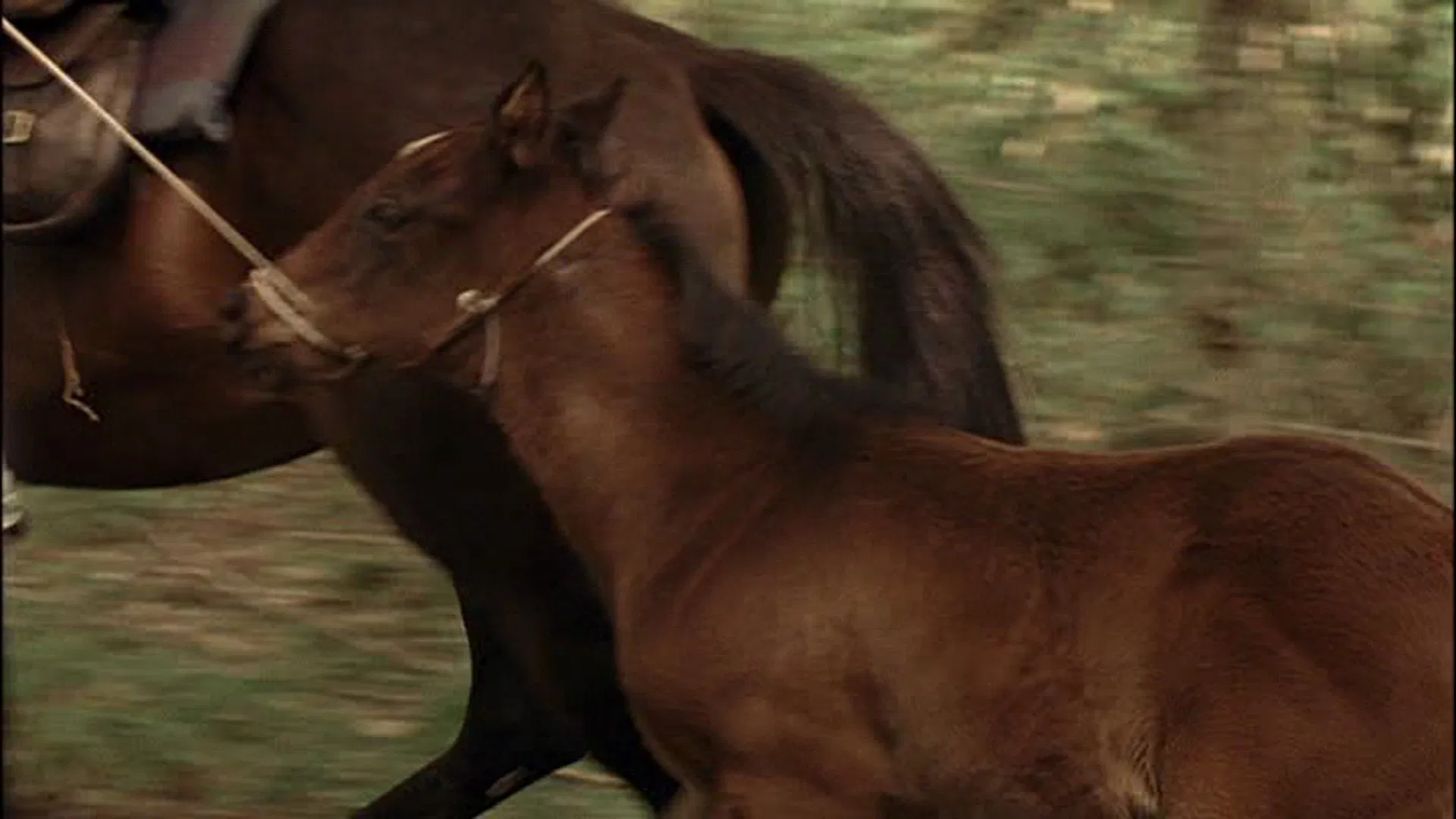دانلود فیلم The Colt 2005