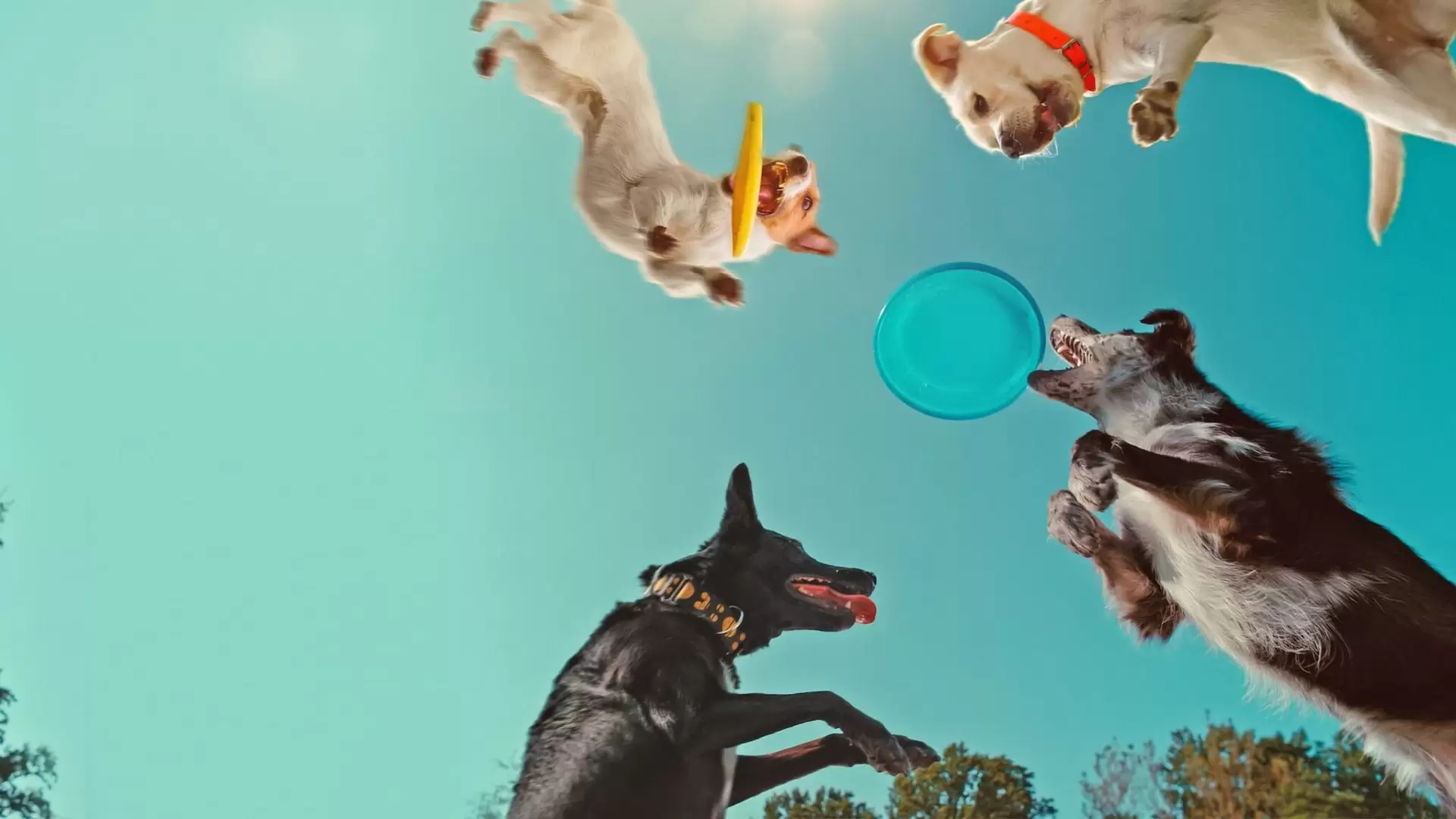 دانلود فیلم Inside the Mind of a Dog 2024