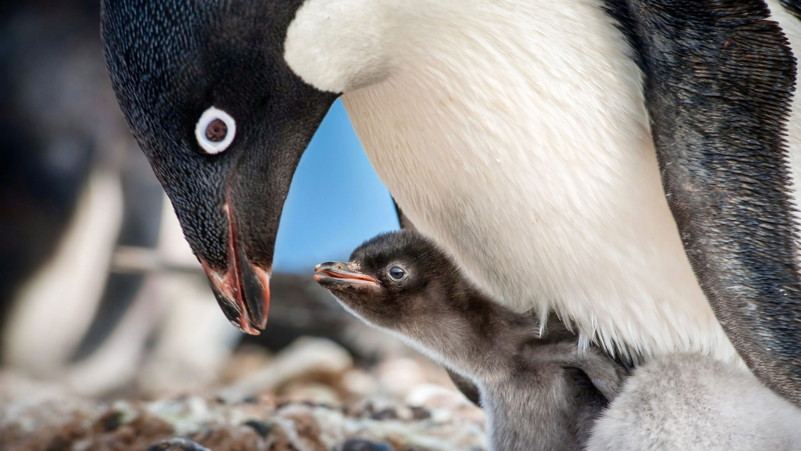 دانلود مستند Penguins 2019
