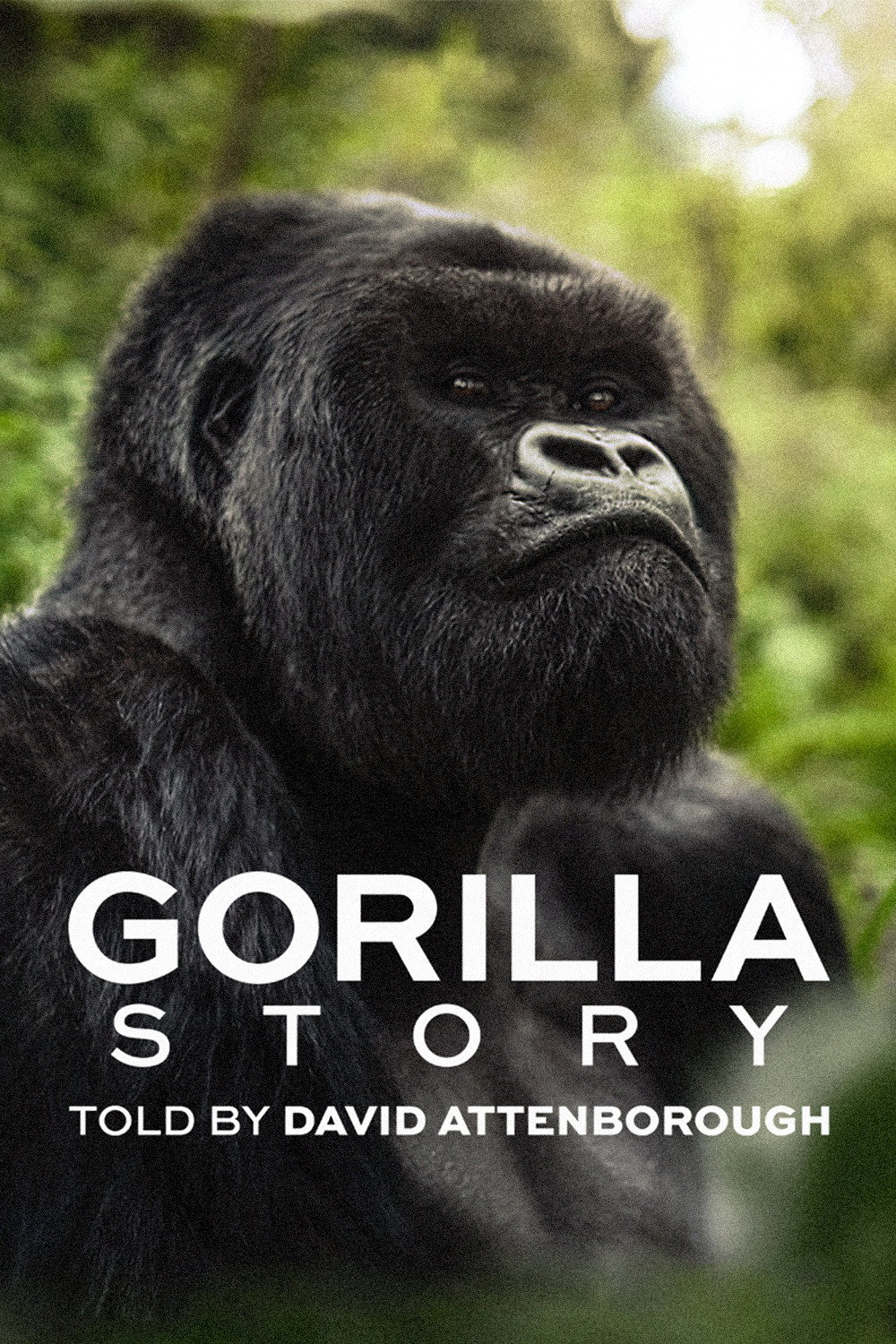 دانلود مستند A Gorilla Story: Told by David Attenborough 2026