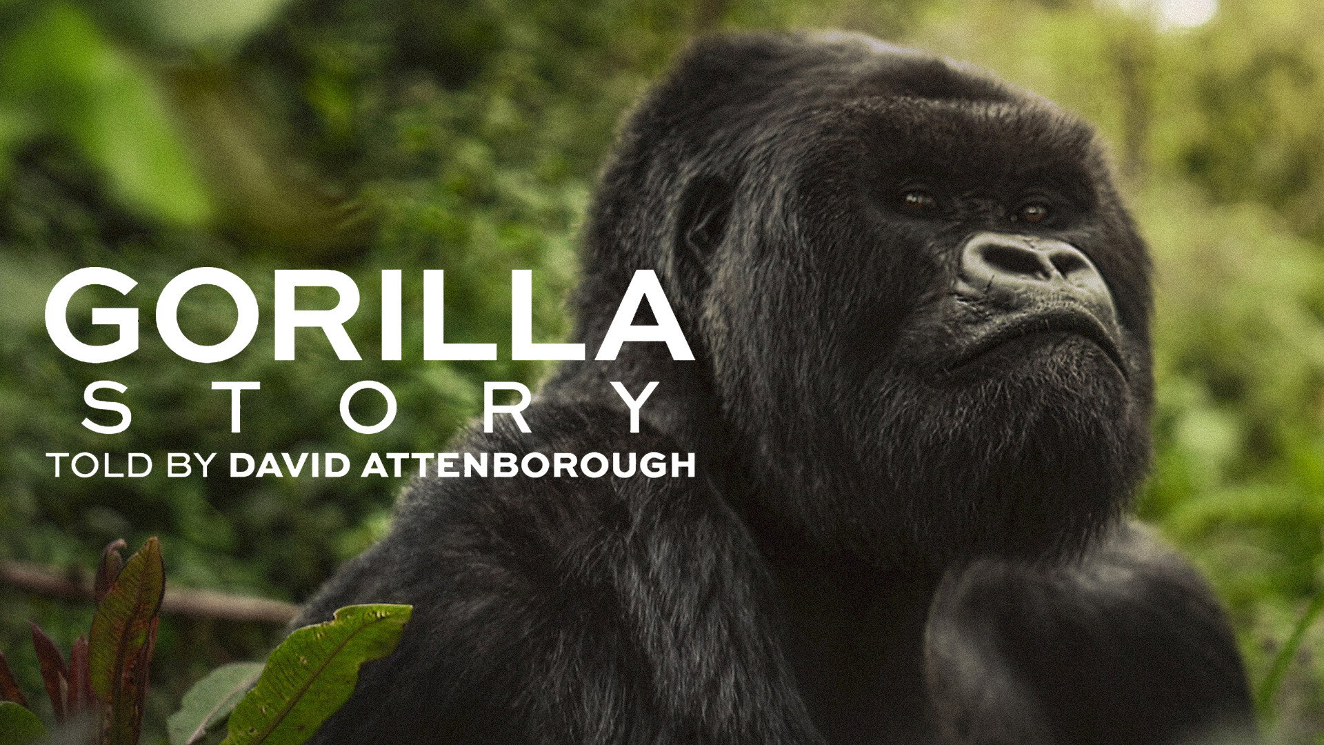 دانلود مستند A Gorilla Story: Told by David Attenborough 2026